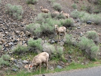 Bighorn sheep